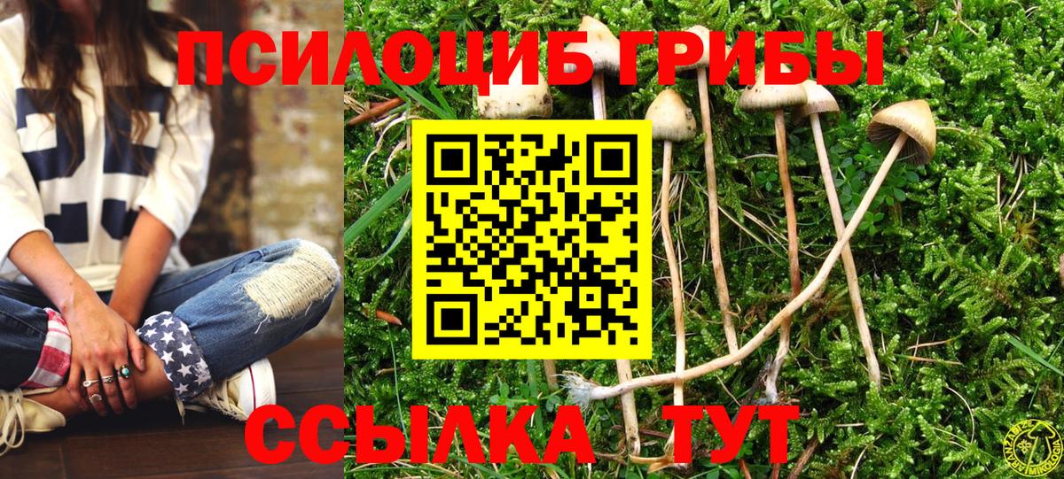 Псилоцибиновые грибы Psilocybine cubensis Нальчик
